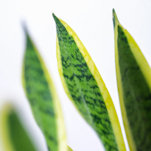 Sansevieria