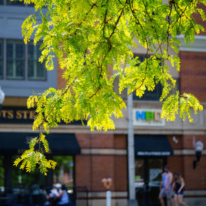 Green Honeylocust Leaves