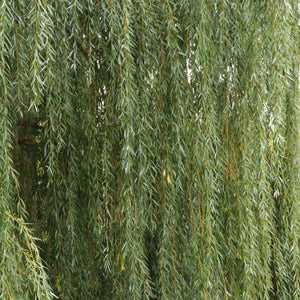 Hanging Willow Branches