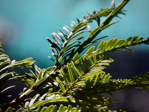 Yew Needles