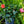 Load image into Gallery viewer, Hibiscus Bush - Other Annuals - Annuals