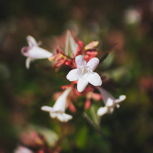 Abelia Flower
