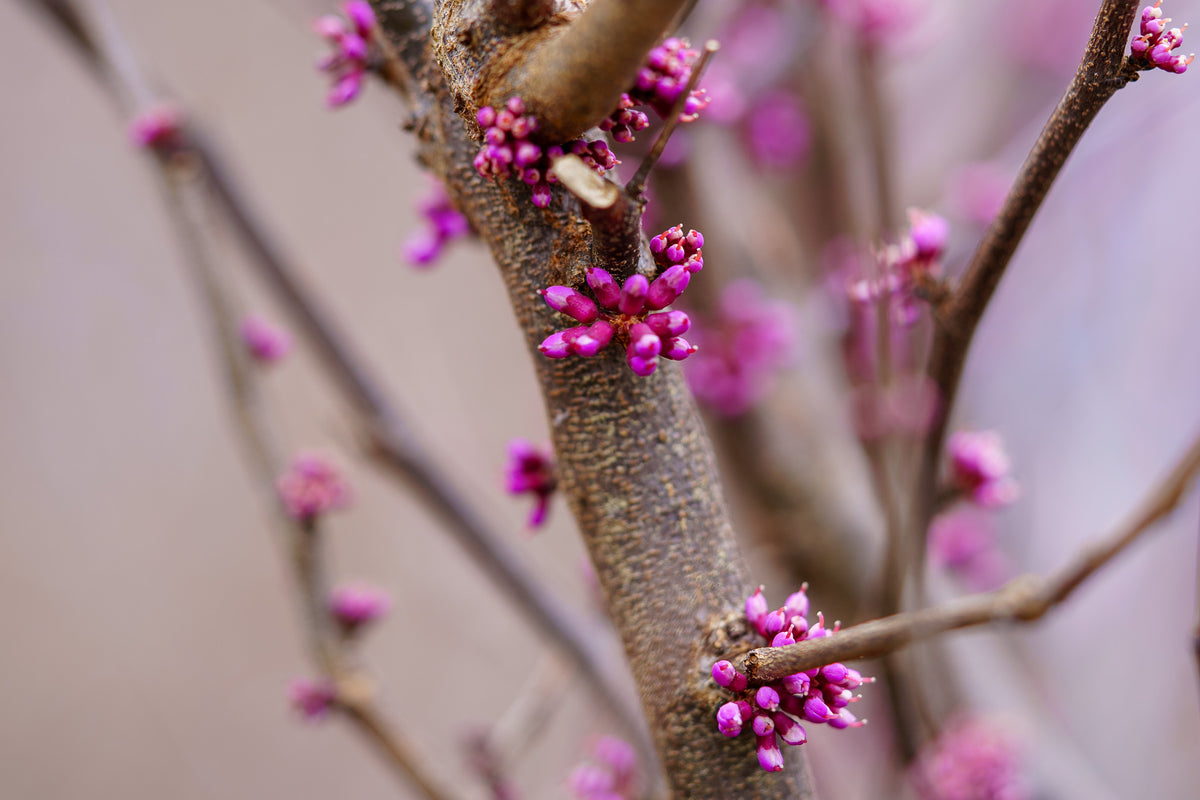 Ace of Hearts Eastern Redbud – Plant Detectives