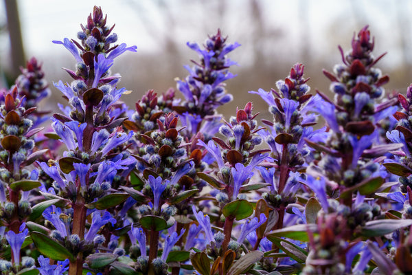 Chocolate Chip Bugleweed