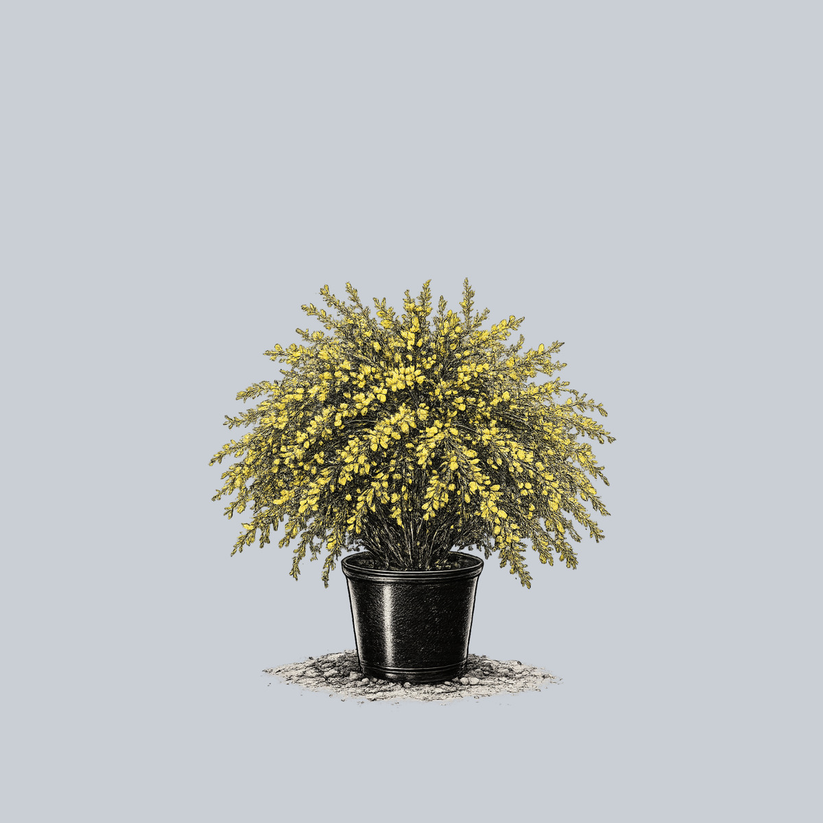 Allgold Broom – Plant Detectives