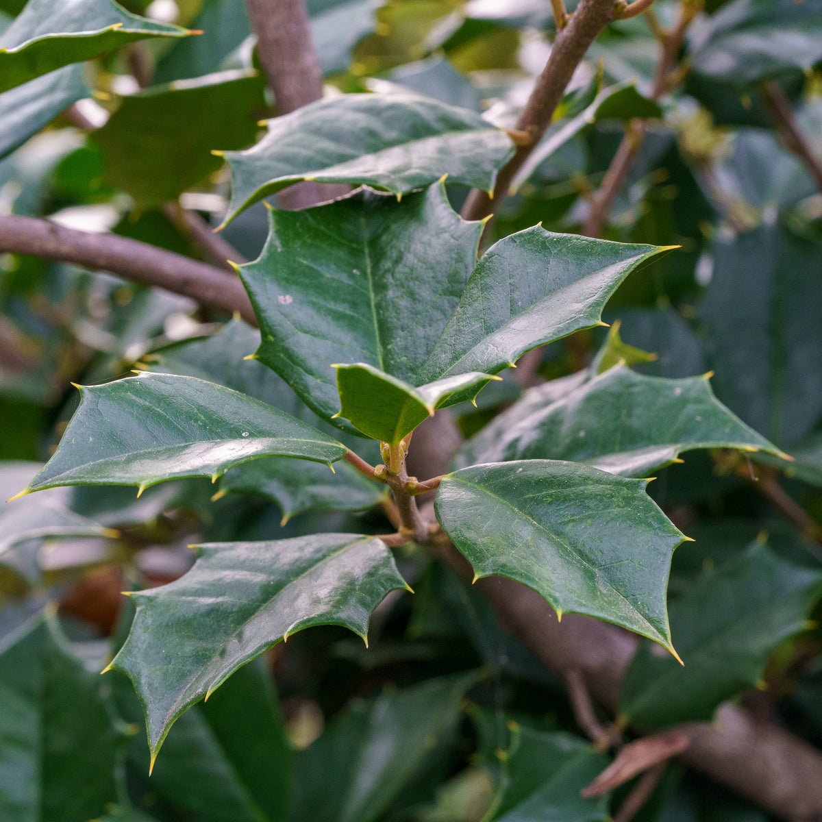 American Holly – Plant Detectives