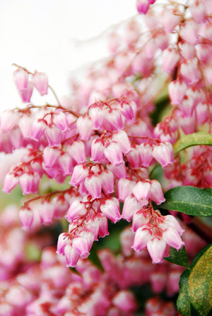 Andromeda Pink Flowers