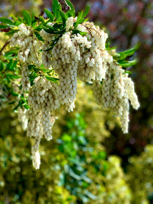 Andromeda White Flowers