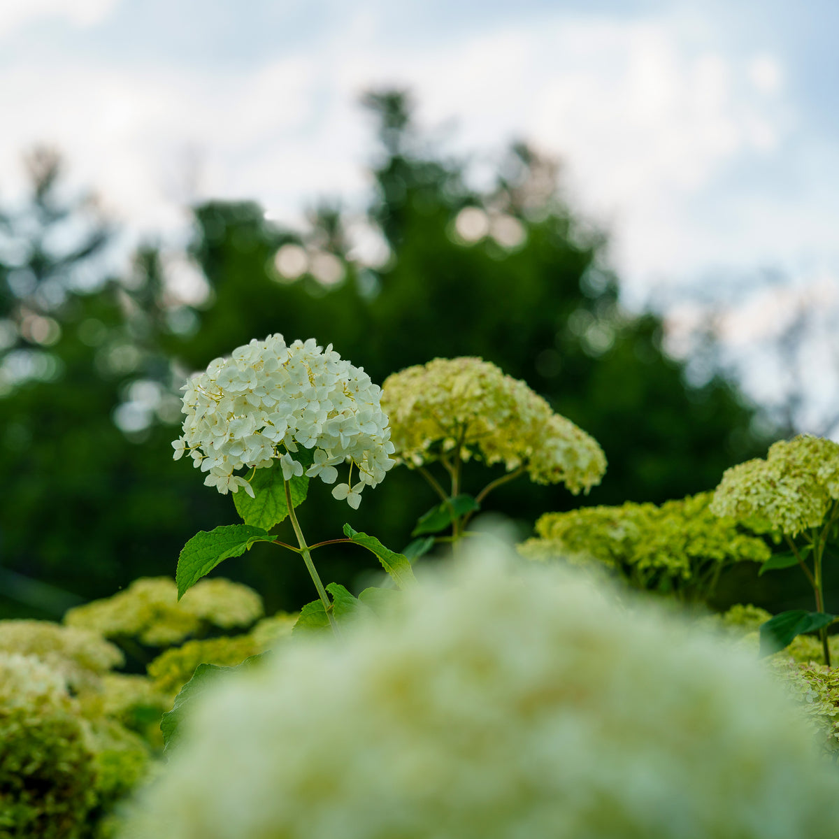 annabelle hydrangea planting Annabelle Smooth Hydrangea – Plant Detectives