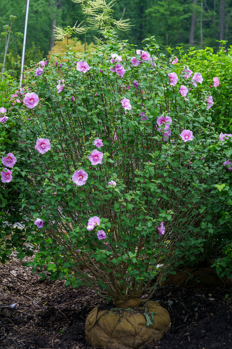 rose of sharon plant fertilizer Aphrodite Rose of Sharon – Plant Detectives