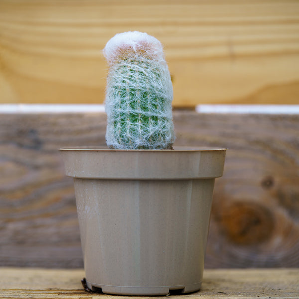 3.5" Assorted Cacti - Cactus - Houseplants