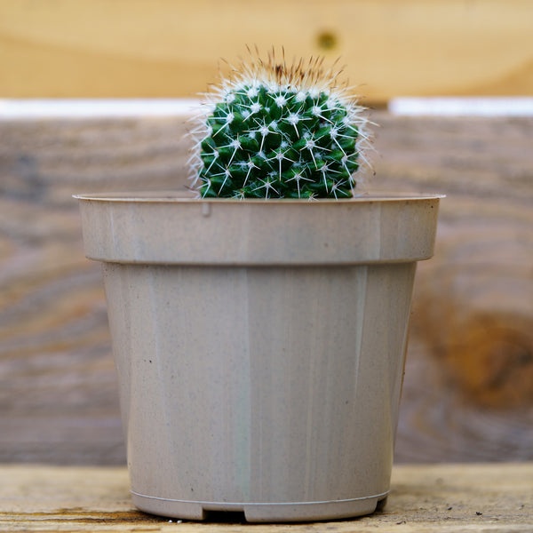 3.5" Assorted Cacti - Cactus - Houseplants