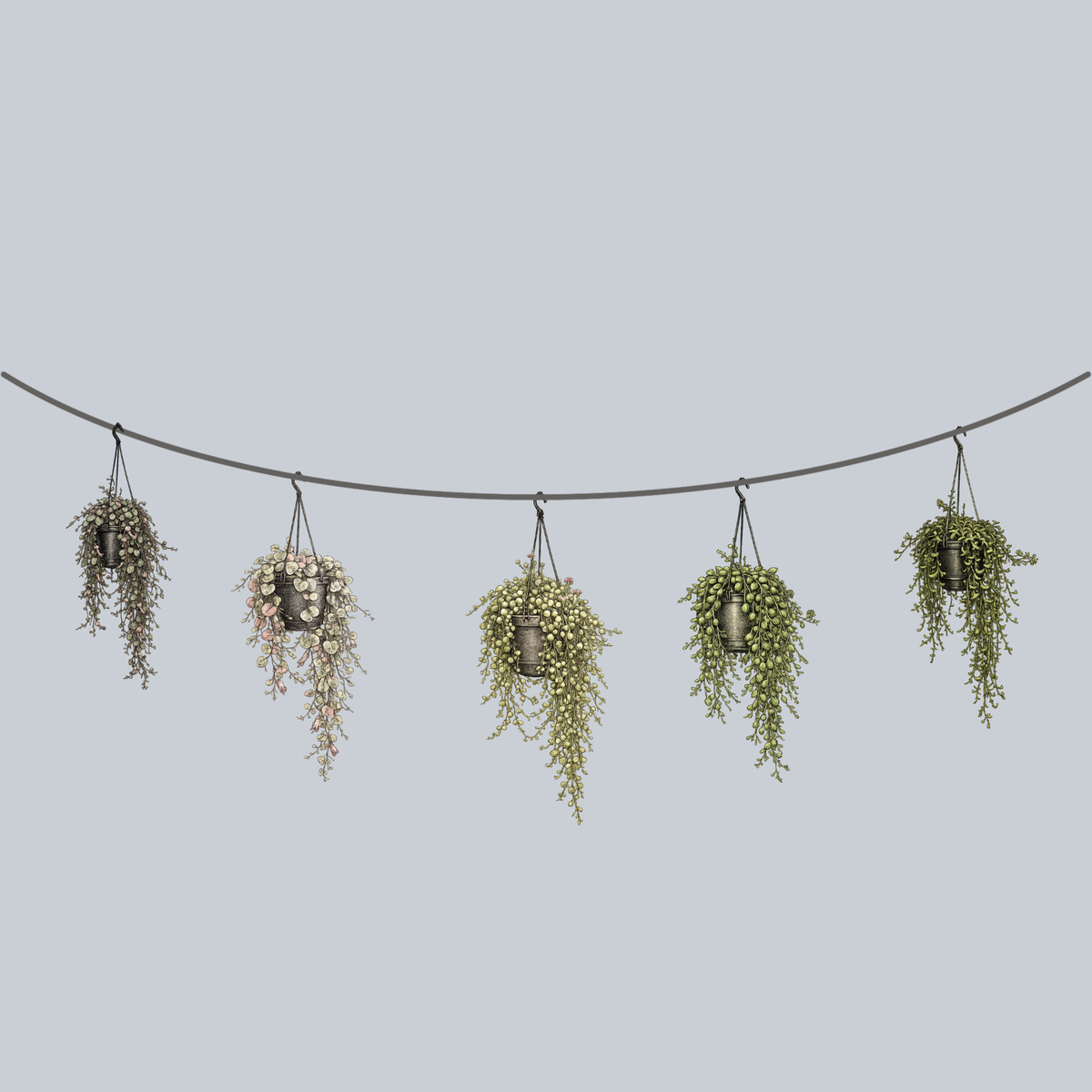 Assorted Strings – Plant Detectives