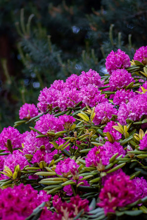 Purple Azalea