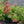 Load image into Gallery viewer, Abbeydore Hybrid Stonecrop