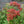 Load image into Gallery viewer, Abbeydore Hybrid Stonecrop