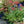 Load image into Gallery viewer, Abbeydore Hybrid Stonecrop
