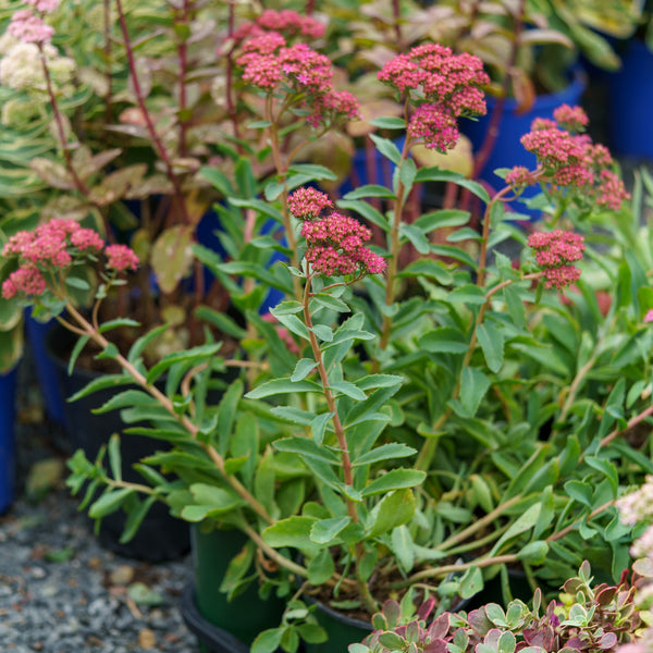 Abbeydore Hybrid Stonecrop