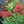 Load image into Gallery viewer, Abbeydore Hybrid Stonecrop