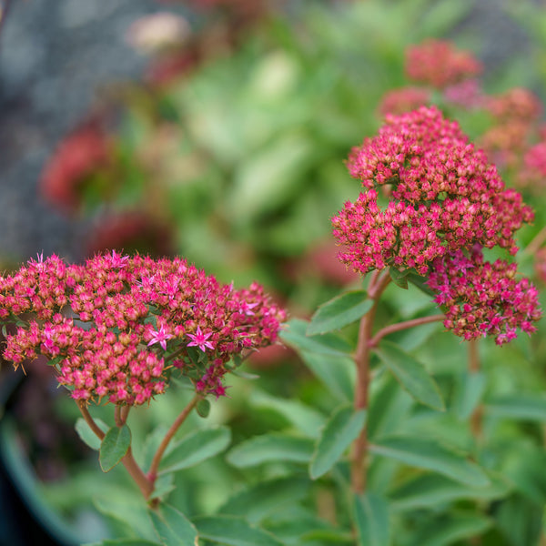 Abbeydore Hybrid Stonecrop