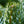 Load image into Gallery viewer, Horstmann's Siberlocke Korean Fir - Fir - Conifers