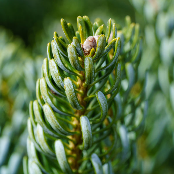 Horstmann's Siberlocke Korean Fir - Fir - Conifers