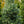 Load image into Gallery viewer, Horstmann's Siberlocke Korean Fir - Fir - Conifers