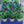 Load image into Gallery viewer, Ornamental Pepper