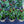Load image into Gallery viewer, Ornamental Pepper
