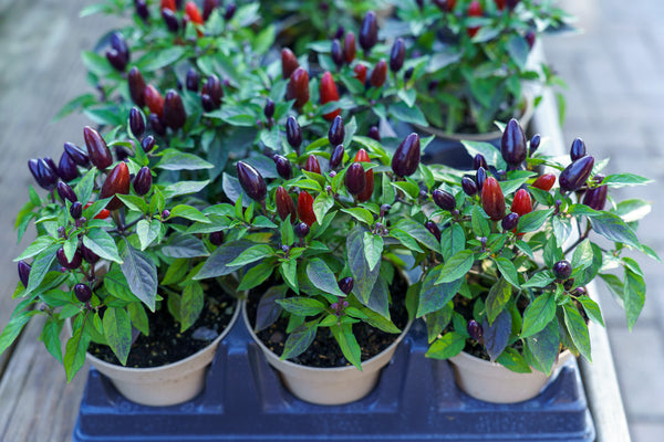 Ornamental Pepper