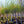Load image into Gallery viewer, Accolade Flowering Cherry - Cherry - Flowering Trees