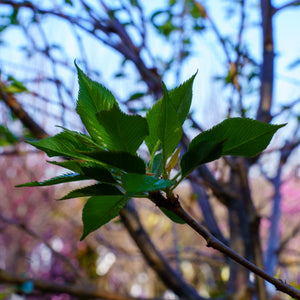 Accolade Flowering Cherry - Cherry - Flowering Trees