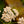 Load image into Gallery viewer, Firefly Peach Sky Yarrow - Achillea - Perennials