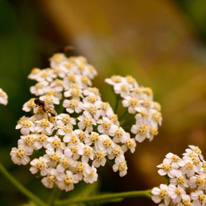 Firefly Peach Sky Yarrow - Achillea - Perennials