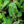 Load image into Gallery viewer, Firefly Peach Sky Yarrow - Achillea - Perennials