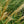Load image into Gallery viewer, Adagio Maiden Grass