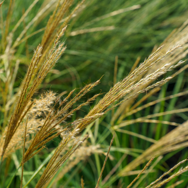 Adagio Maiden Grass