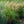 Load image into Gallery viewer, Adagio Maiden Grass