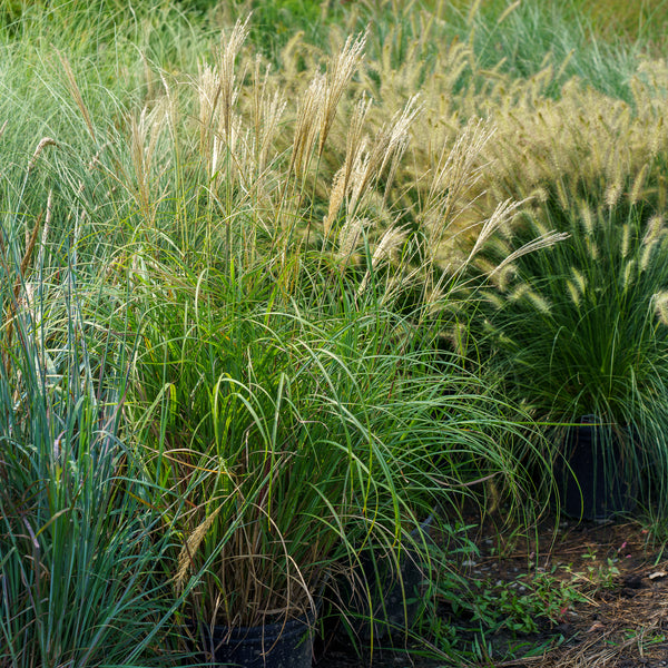 Adagio Maiden Grass