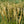 Load image into Gallery viewer, Adagio Maiden Grass