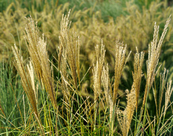 Adagio Maiden Grass