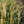 Load image into Gallery viewer, Adagio Maiden Grass