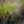 Load image into Gallery viewer, Adagio Maiden Grass