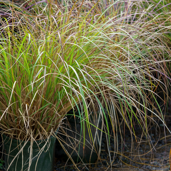 Adagio Maiden Grass