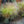 Load image into Gallery viewer, Adagio Maiden Grass