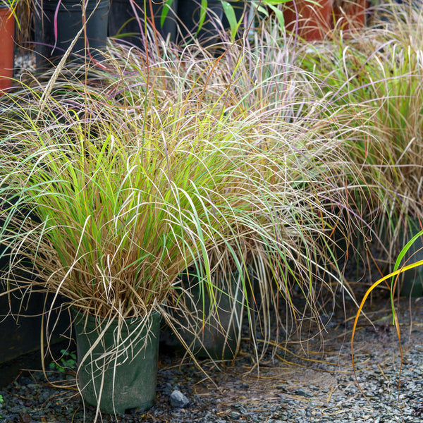 Adagio Maiden Grass