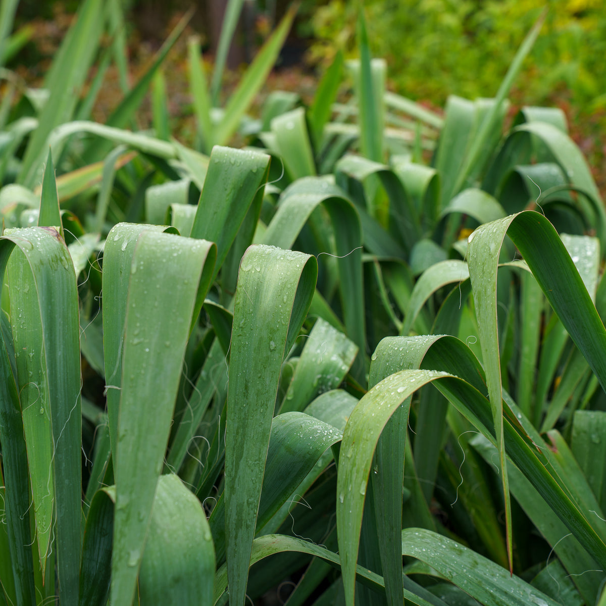 Adam's Needle Yucca – Plant Detectives