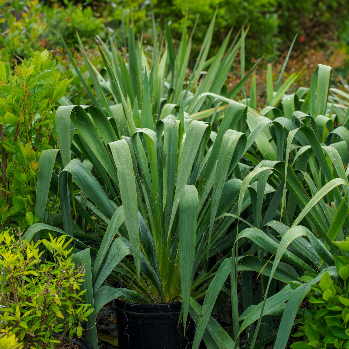 Adam's Needle Yucca – Plant Detectives