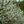 Load image into Gallery viewer, Adirondack Crabapple