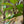 Load image into Gallery viewer, Adirondack Crabapple